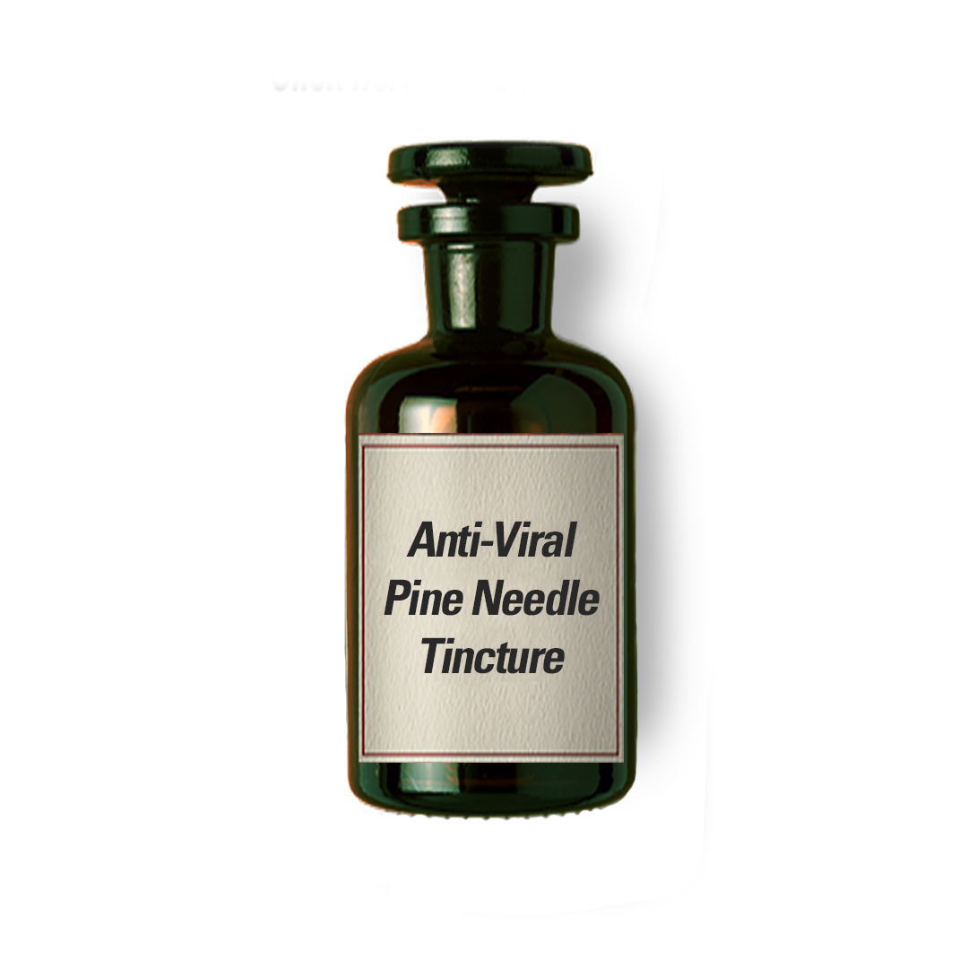 Anti-Viral Pine Needle Tincture