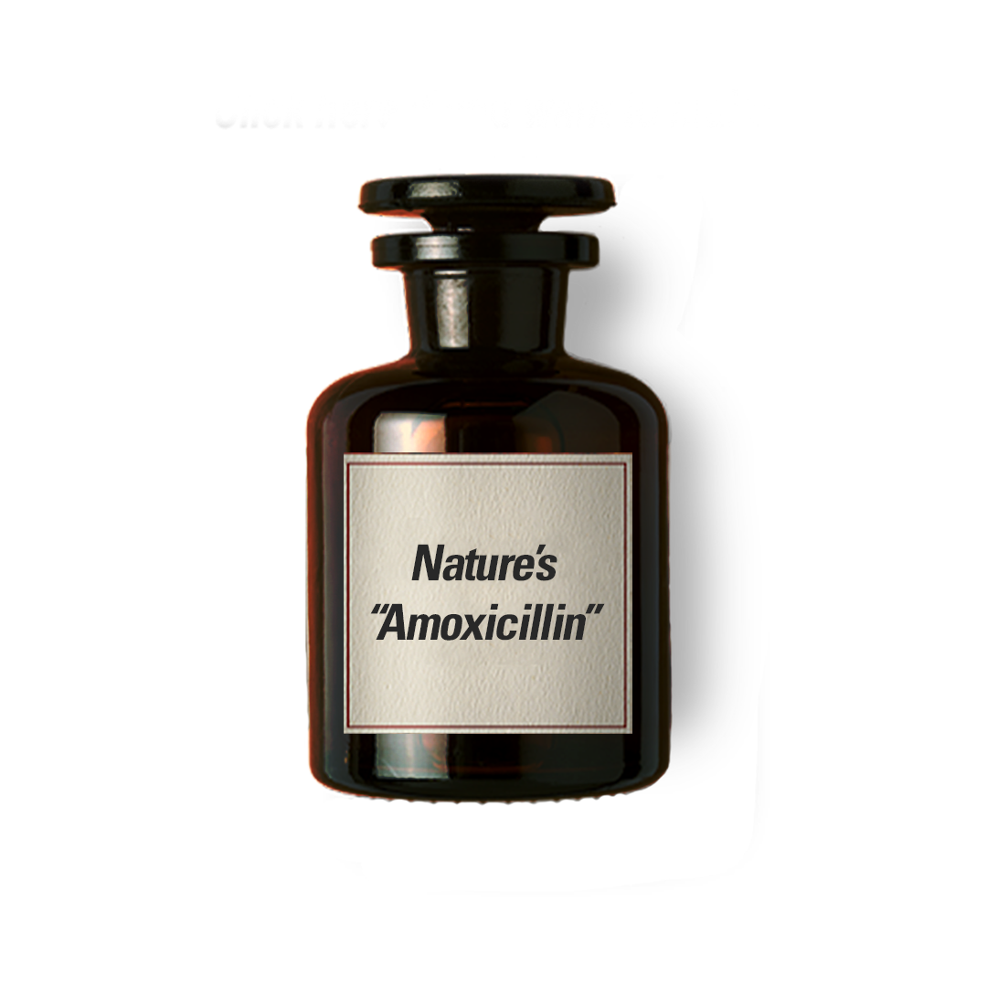 Nature's "Amoxicillin"