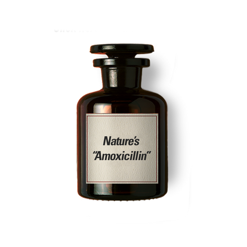 Nature's "Amoxicillin"