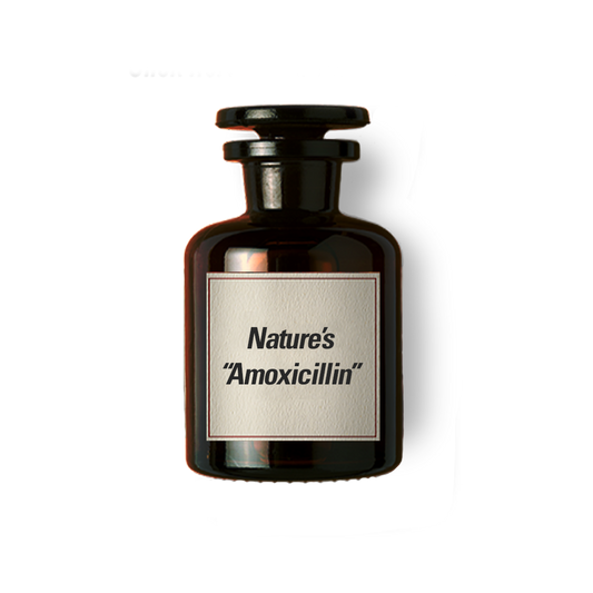 Nature's "Amoxicillin"